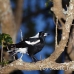 crow_auckland_h_0705_0867.jpg